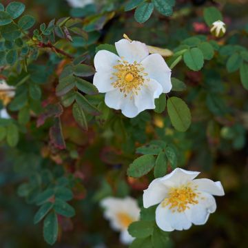 Rosa pimpinellifolia - Duinroos