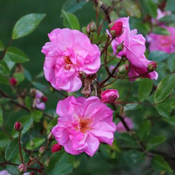 Rosa Lavender Meidiland - Polyantharoos