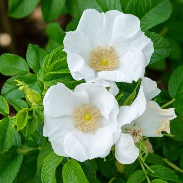 Rosa rugosa Alba - Hondsroos