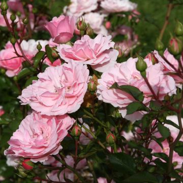 Rosa Bonica 82 - Stamroos