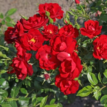 Rosa Société Nationale d'Horticulture de France - Trosroos