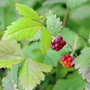 Rubus arcticus Beata - Poolbraam