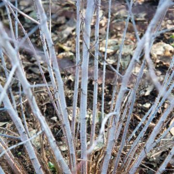 Rubus thibetanus Silver Fern - Sierbraam