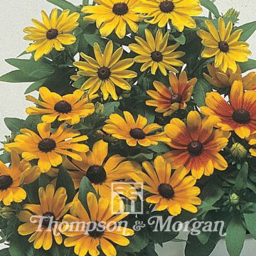 Rudbeckia hirta Becky Mixed (zaad) - Zonnehoed