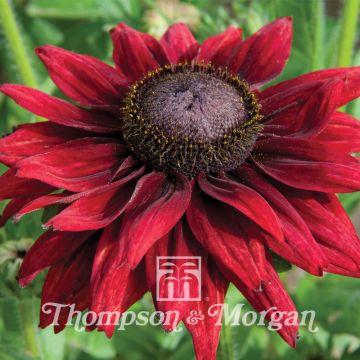 Rudbeckia hirta Cherry Brandy (zaad) - Zonnehoed