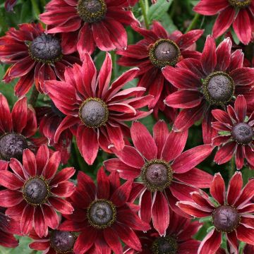 Rudbeckia Cherry Brandy - Zonnehoed