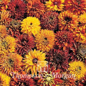 Rudbeckia hirta Cherokee Sunset (zaad) - Zonnehoed