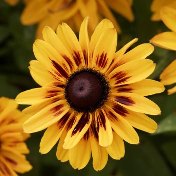 Rudbeckia Giggling SmileyZ - Zonnehoed