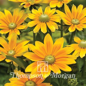 Rudbeckia hirta Green Eyes (zaad) - Zonnehoed