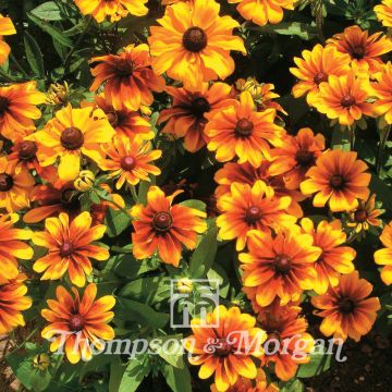 Rudbeckia hirta Rustic Dwarf Mixed (zaad) - Zonnehoed