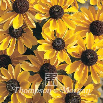 Rudbeckia hirta Toto (zaad) - Zonnehoed