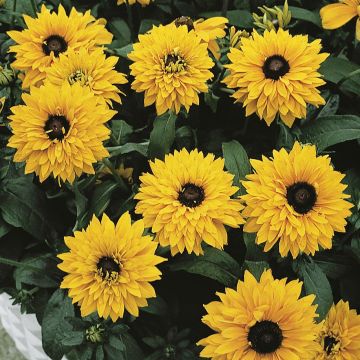 Rudbeckia Goldilocks - Zonnehoed