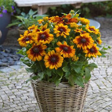 Rudbeckia Sunbeckia Luna - Zonnehoed