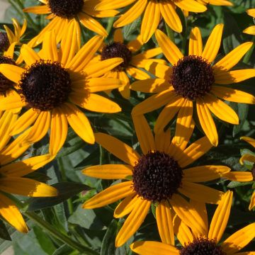 Rudbeckia fulgida Little Goldstar - Zonnehoed