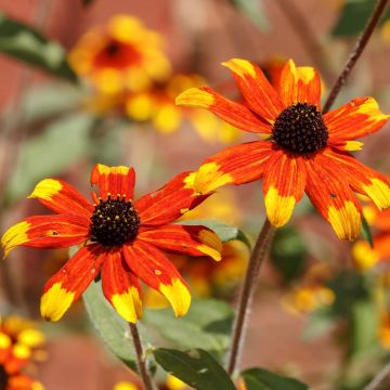 Rudbeckia triloba Prairie Glow - Zonnehoed