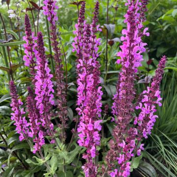 Salvia sylvestris Katsjing - Bossalie