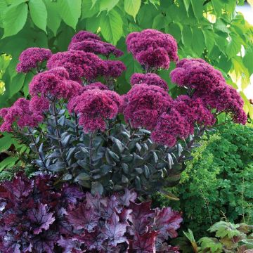 Sedum telephium Thunderhead - Hemelsleutel