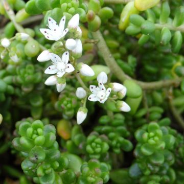 Sedum divergens - Vetkruid