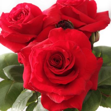 Rosa Simone Veil - Grootbloemige roos