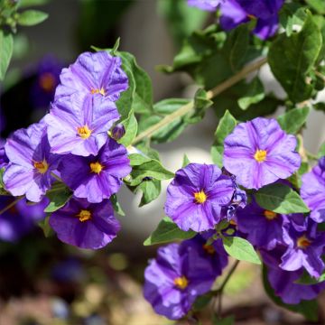 Solanum rantonnetii - Blauwe aardappelstruik