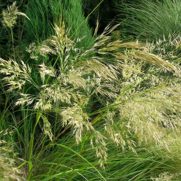 Stipa splendens - Vedergras