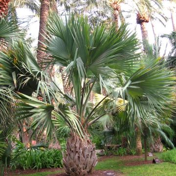 Sabal maritima - Sabalpalm