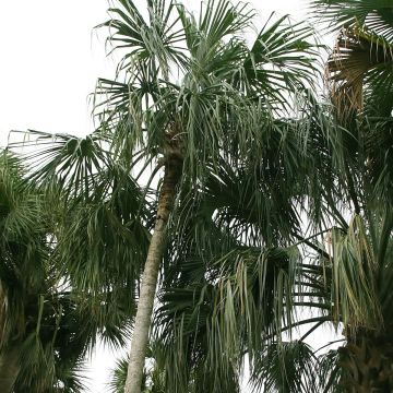 Sabal mauritiiformis - Sabalpalm