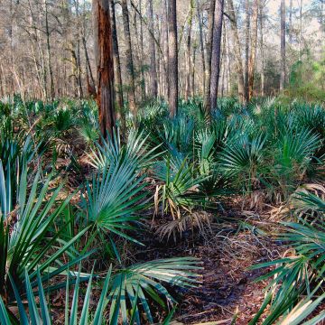 Sabal minor - Dwergpalmetto