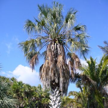Sabal uresana - Sabalpalm