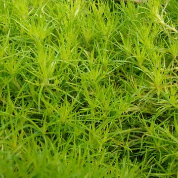 Sagina subulata Aurea - Priemvetmuur