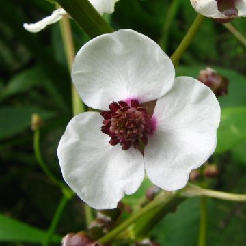 Sagittaria sagittifolia - Pijlkruid