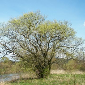Salix alba - Schietwilg