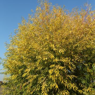 Salix alba Aurea - Schietwilg