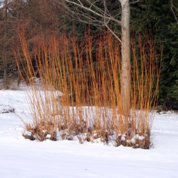 Salix alba Chermesina - Schietwilg