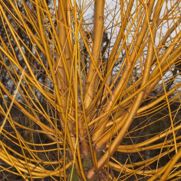 Salix alba Golden Ness - Schietwilg
