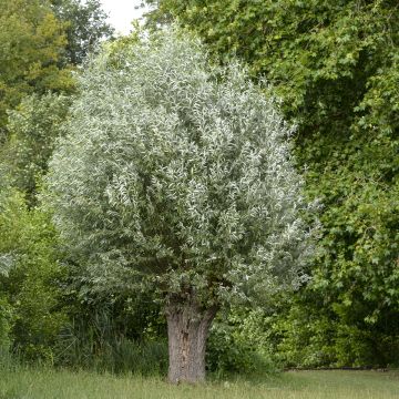 Salix alba Liempde - Schietwilg