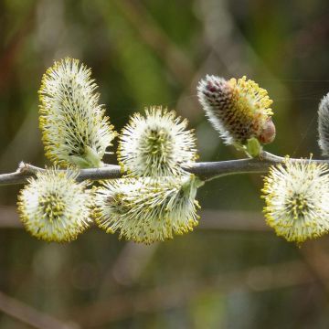 Salix caprea - Boswilg