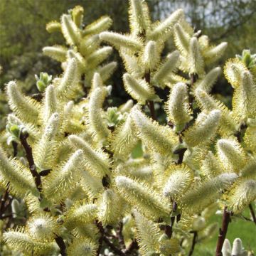 Salix hastata Wehrhahnii - Wilg