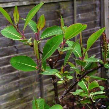 Salix magnifica - Chinese grootbladige wilg