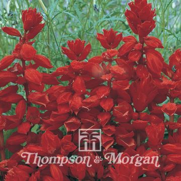 Salvia Red Arrow (samen) - Vuursalie (zaad)