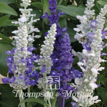 Salvia farinacea Seascape Mixed - Meelsalie
