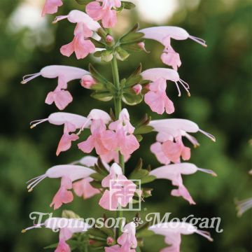 Salvia coccinea Summer Jewel Pink - Texas salie (zaad)
