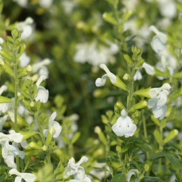 Salvia greggii Alba - Herfstsalie