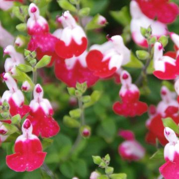 Salvia microphylla Little Kiss - Struiksalie