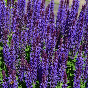 Salvia nemorosa Blue Bouquetta - Bossalie