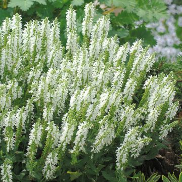 Salvia nemorosa Sensation White - Bossalie