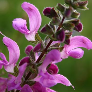 Salvia pratensis Sweet Esmeralda - Veldsalie