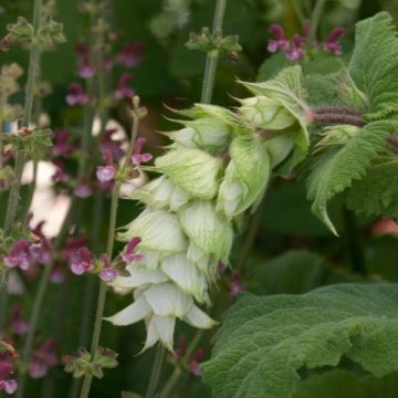 Salvia sclarea Vatican White - Scharlei