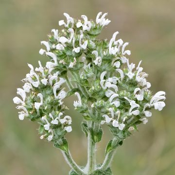 Salvia aethiopis - Salie