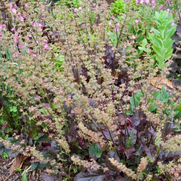 Salvia lyrata Purple Knockout - Siersalie